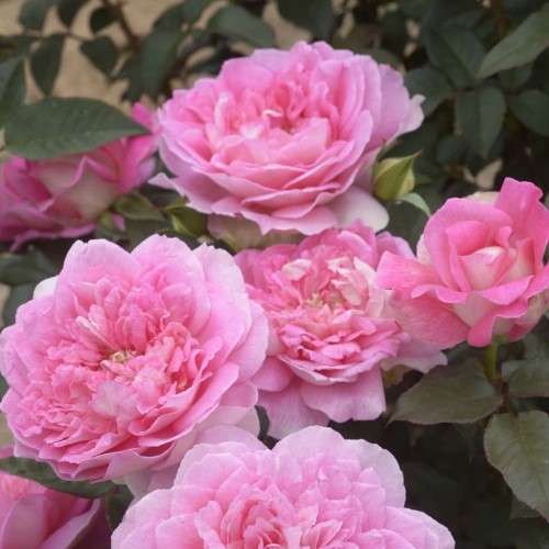Rosa 'Borneo Odore' - Roos 'Borneo Odore' C4/4L
